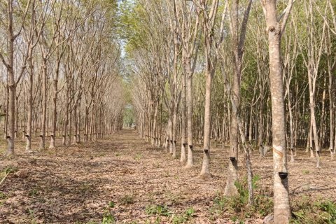 House in Klaeng, Thailand 3 bedrooms № 163439 - photo 6