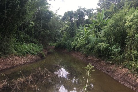 Terrain à Nan, Thaïlande 124800 m2 № 172007 - photo 11