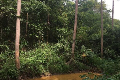 Terrain à Nan, Thaïlande 124800 m2 № 172007 - photo 10