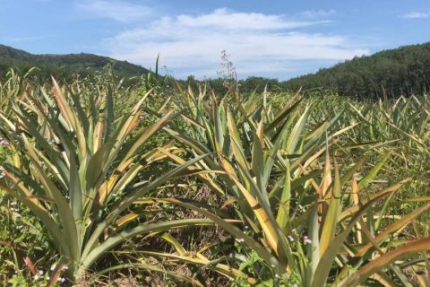 Terrain à Rayong, Thaïlande № 172825 - photo 3