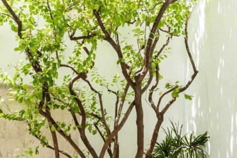 Condo à Bangkok, Thaïlande, 4 chambres  № 157489 - photo 21