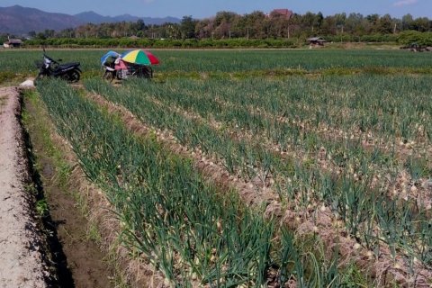 Terrain à Chiang Mai, Thaïlande 38436 m2 № 158498 - photo 6