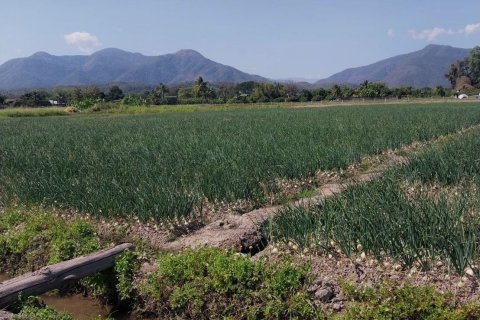 Terrain à Chiang Mai, Thaïlande 38436 m2 № 158498 - photo 2
