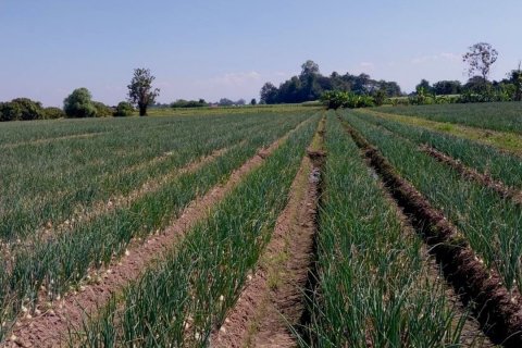 Terrain à Chiang Mai, Thaïlande 38436 m2 № 158498 - photo 4