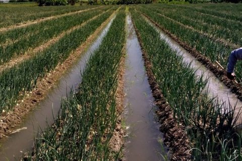 Terrain à Chiang Mai, Thaïlande 38436 m2 № 158498 - photo 5