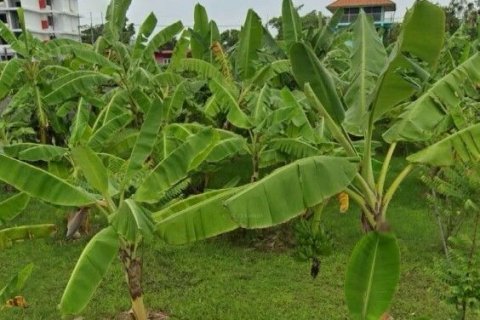 Terrain à Pattaya, Thaïlande 2560 m2 № 162069 - photo 5