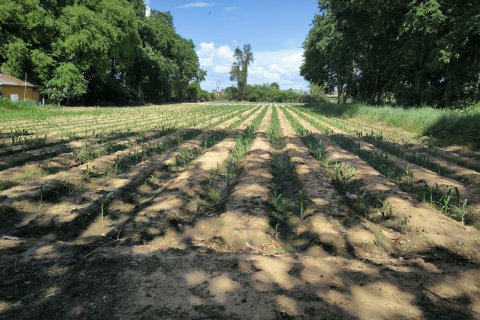 Terrain à Kanchanaburi, Thaïlande 33600 m2 № 167837 - photo 9