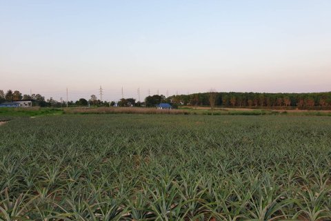 Land in Pattaya, Thailand 88076 sq.m. № 156245 - photo 2