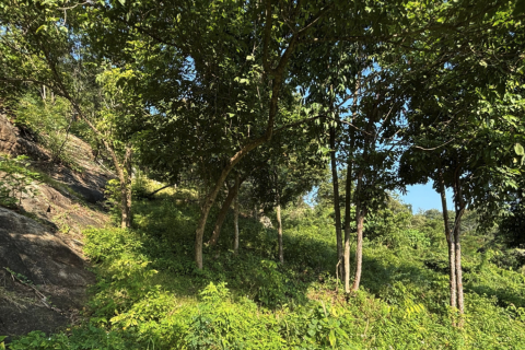 Terrain à Ko Samui, Thaïlande 2150 m2 № 151369 - photo 2