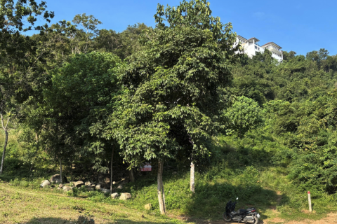 Terrain à Ko Samui, Thaïlande 2150 m2 № 151369 - photo 1