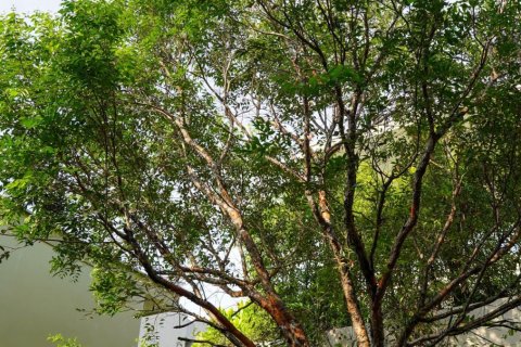 Villa à Phang Nga, Thaïlande 3 chambres № 144962 - photo 23