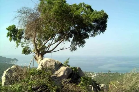 Земельный участок в Тау, Таиланд 22400м2  № 164698 - фото 3