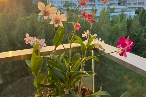 Студия в кондо в Хуа Хине, Таиланд № 151891 - фото 9