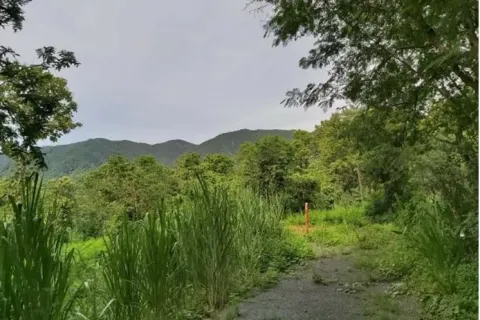 Terrain à Mae On, Thaïlande 24000 m2 № 162032