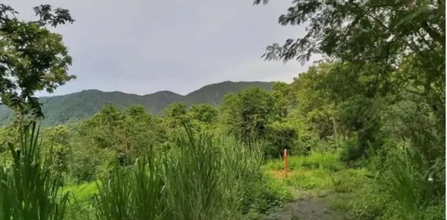 Terrain à Mae On, Thaïlande 24000 m2 № 162032