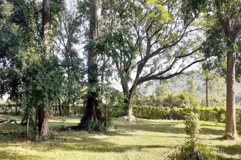 Земельный участок в Лейе, Таиланд 28425.6м2  № 163405 - фото 12