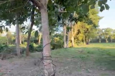 Terrain à Ko Samui, Thaïlande 531 m2 № 159079 - photo 10