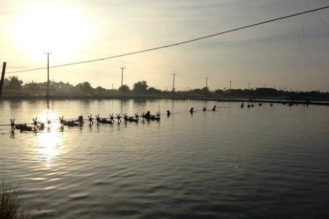 Земельный участок в Пхотхараме, Таиланд 99348м2  № 159575