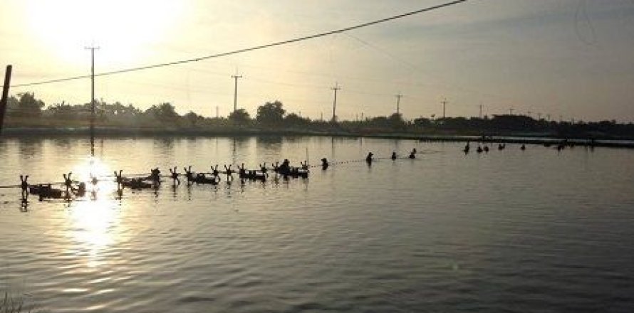 Земельный участок в Пхотхараме, Таиланд 99348м2  № 159575