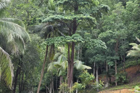 Земельный участок в Краби, Таиланд 70400м2  № 167777 - фото 18