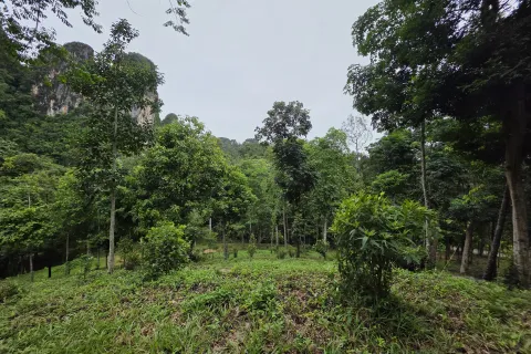 Земельный участок в Краби, Таиланд 70400м2  № 167777 - фото 9