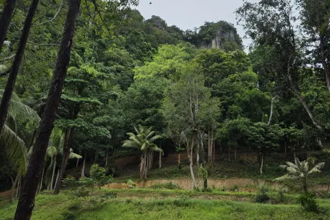 Земельный участок в Краби, Таиланд 70400м2  № 167777 - фото 17