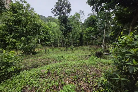 Земельный участок в Краби, Таиланд 70400м2  № 167777 - фото 10