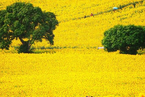 Terreno en Prachinburi, Tailandia № 233617 - foto 23