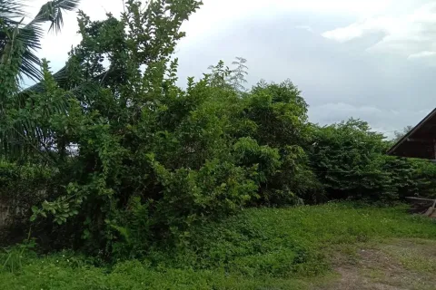 Land in Lamphun, Thailand 8832 sq.m. № 159494 - photo 7