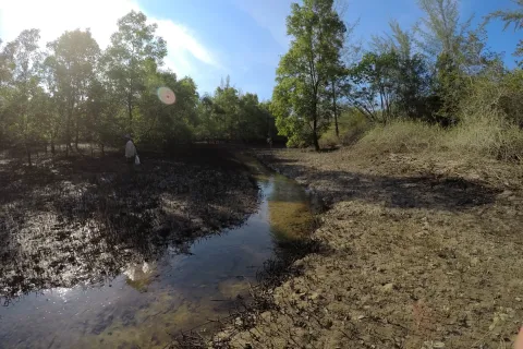 Terrain à Phang Nga, Thaïlande 36800 m2 № 158585 - photo 2