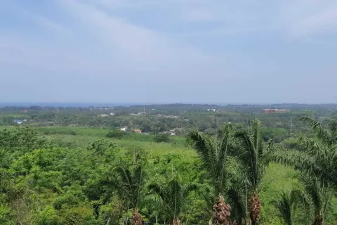 Земельный участок в Май Кхао, Таиланд 8000м2  № 156091 - фото 16