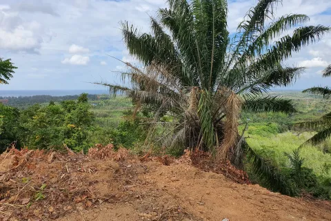 Земельный участок в Май Кхао, Таиланд 8000м2  № 156091 - фото 5