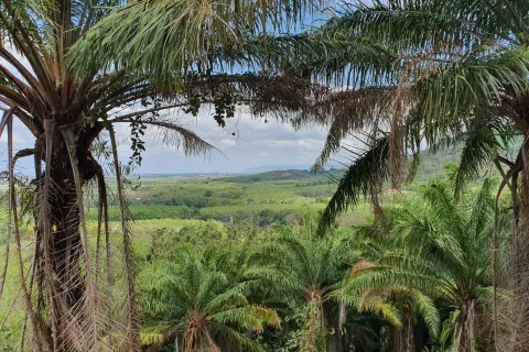 Земельный участок в Май Кхао, Таиланд 8000м2  № 156091 - фото 6