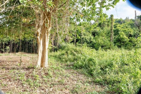 Земельный участок в Самуи, Таиланд 1653м2  № 141065 - фото 13