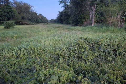 Земельный участок в Паклоке, Таиланд 13600м2  № 147210 - фото 4