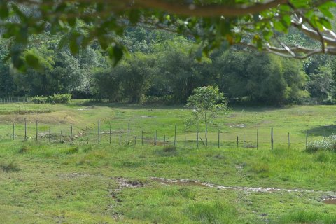 Terrain à Phang Nga, Thaïlande 4570 m2 № 170626 - photo 2
