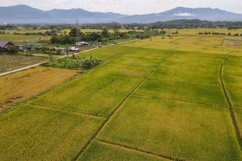 Land in Chiang Mai, Thailand № 159985 - photo 3