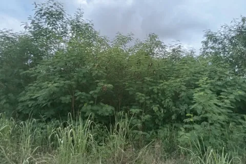 Земельный участок в Пак Чонге, Таиланд 8000м2  № 149153 - фото 2