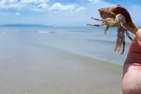 Кондоминиум с 3 спальнями в Накхонситхаммарате, Таиланд № 137847 - фото 13