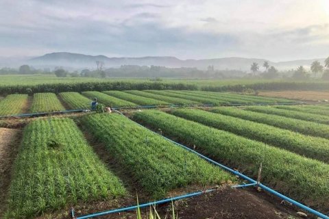 Земельный участок в Пак Чонге, Таиланд 174400м2  № 158140 - фото 2