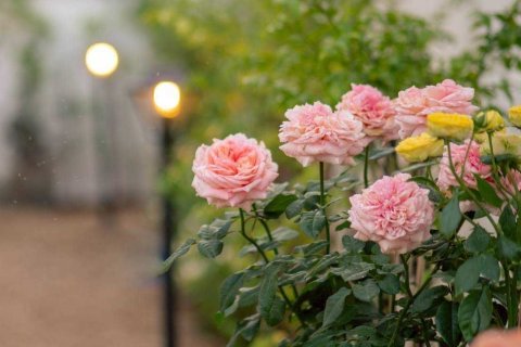Maison à Chiang Mai, Thaïlande 3 chambres № 157994 - photo 19