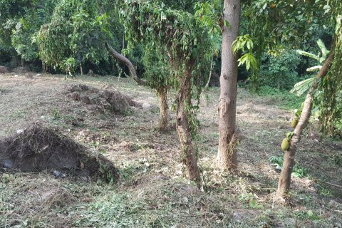 Земельный участок в Самуи, Таиланд 1427м2  № 148156 - фото 6