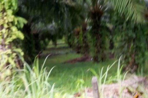 Terrain à Phang Nga, Thaïlande 17600 m2 № 167718 - photo 16