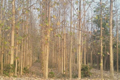 Land in Wichian Buri, Thailand 20800 sq.m. № 149121