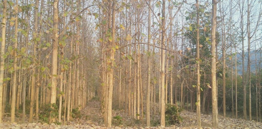 Land in Wichian Buri, Thailand 20800 sq.m. № 149121