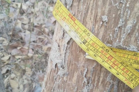 Land in Wichian Buri, Thailand 20800 sq.m. № 149121 - photo 3