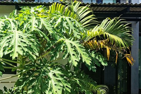 Studio à Krabi, Thaïlande № 161615 - photo 12