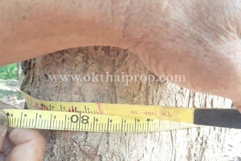 Land in Lampang, Thailand 9600 sq.m. № 169085 - photo 13