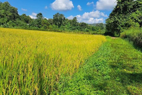 Земельный участок в Чиангмае, Таиланд 1892м2 № 156989 - фото 6