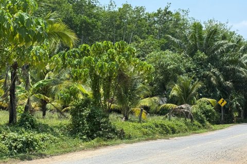Land in Phuket, Thailand 1936 sq.m. № 173622 - photo 6